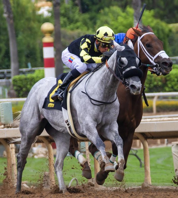 Horse Racing Tips - Annual